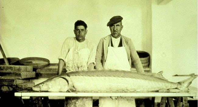 antigua foto de un esturión pescado en las aguas del guadalquivir